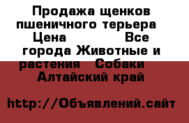 Продажа щенков пшеничного терьера › Цена ­ 30 000 - Все города Животные и растения » Собаки   . Алтайский край